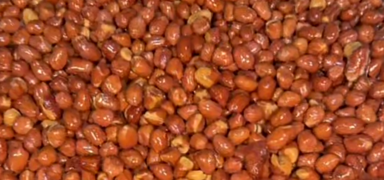 خاسىڭ مىغىزى قورۇش دەرەسلىكى